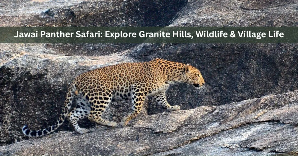 Jawai Panther Safari: Explore Granite Hills, Wildlife, and Village Life from Udaipur