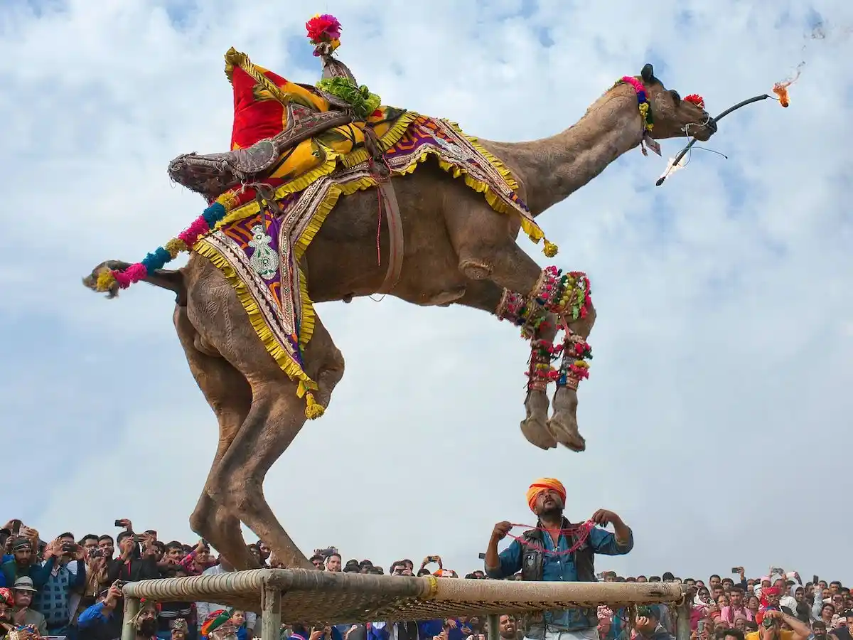 Bikaner Camel Fair