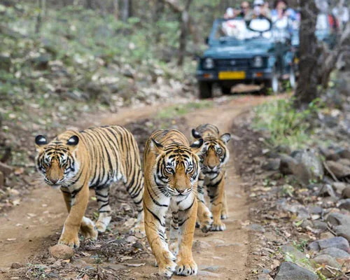 Ranthambore