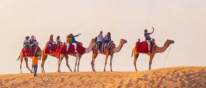 Camel Safari